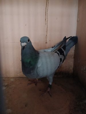 (B) Lot 2 , GB 24 A 66366 blue hen. Bred by Lilley and Son raced by us. Busschaert. Top class hen