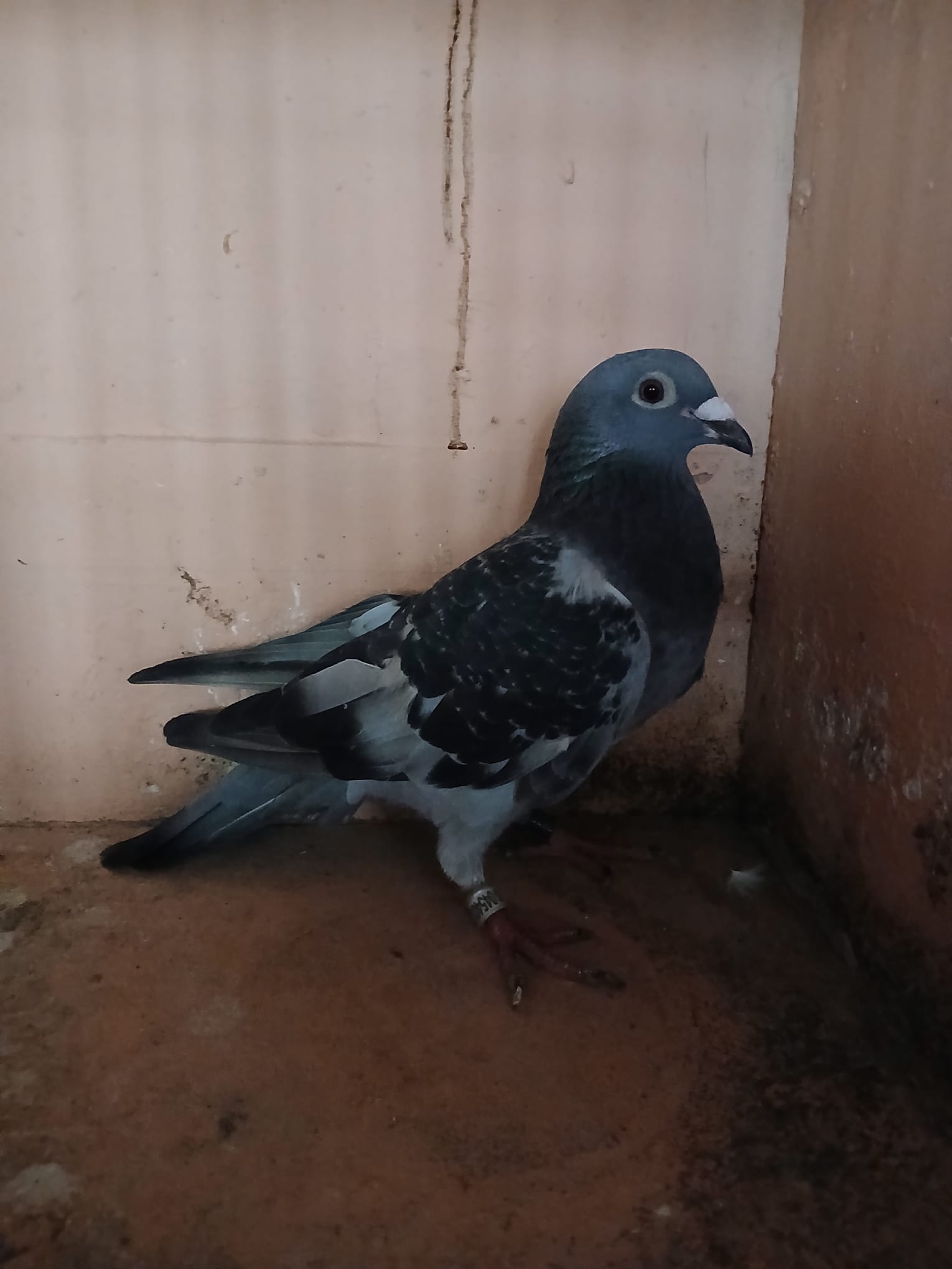 (C) Lot 3 , IHU 25 S 45402, Black hen, Busschaert x Lambrecht, he
