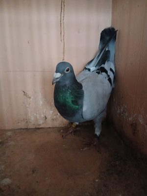(D) Lot 4 , IHU 24 S 69083, Blue cock