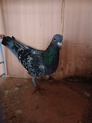 (F) Lot 6, IHU 25 S 23525, cheq hen.