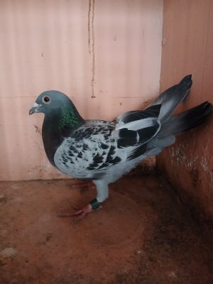 (G) Lot 7, IHU 24 S 69018, cheq cock. I had hoped he was for France next year.
