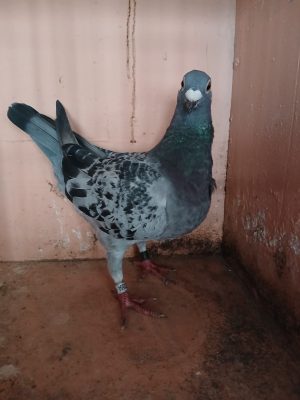 (H) Lot 8 , IHU 25 S 23554, cheq hen. A promising young busschaert hen.