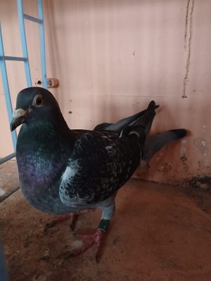 (I) Lot 9 , IHU 25 S 23553, cheq cock, A tidy little pigeon.