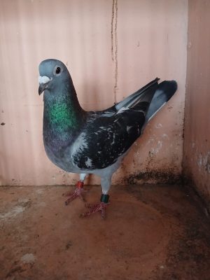 (J) Lot 10, IHU 22 S 16511, black hen. Busschaert x Lambrecht one of our go to pigeons for pooling.