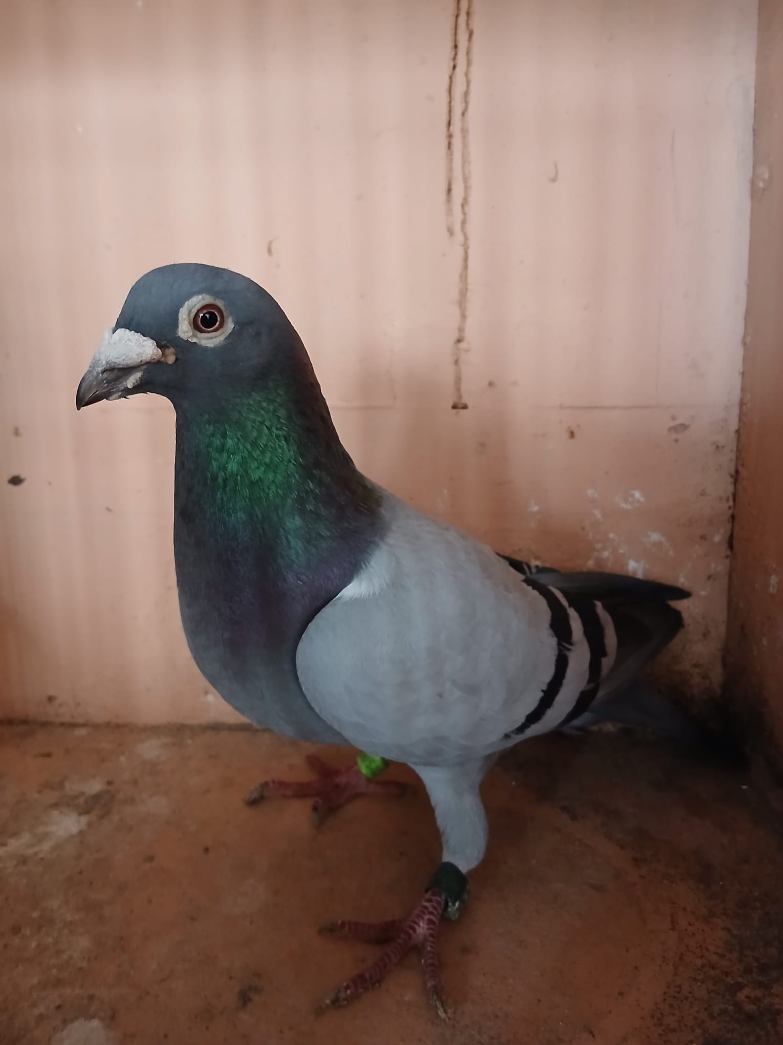 (K) Lot 11 , IHU 23 S 57613 blue cock. Reliable pigeon busschaert.