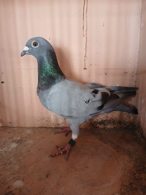 (L) Lot 12, GB 25 B 49801, blue hen. Bred by G&C Simmons, bought at the dundalk north end club sale. Lovely hen reliable pigeon.