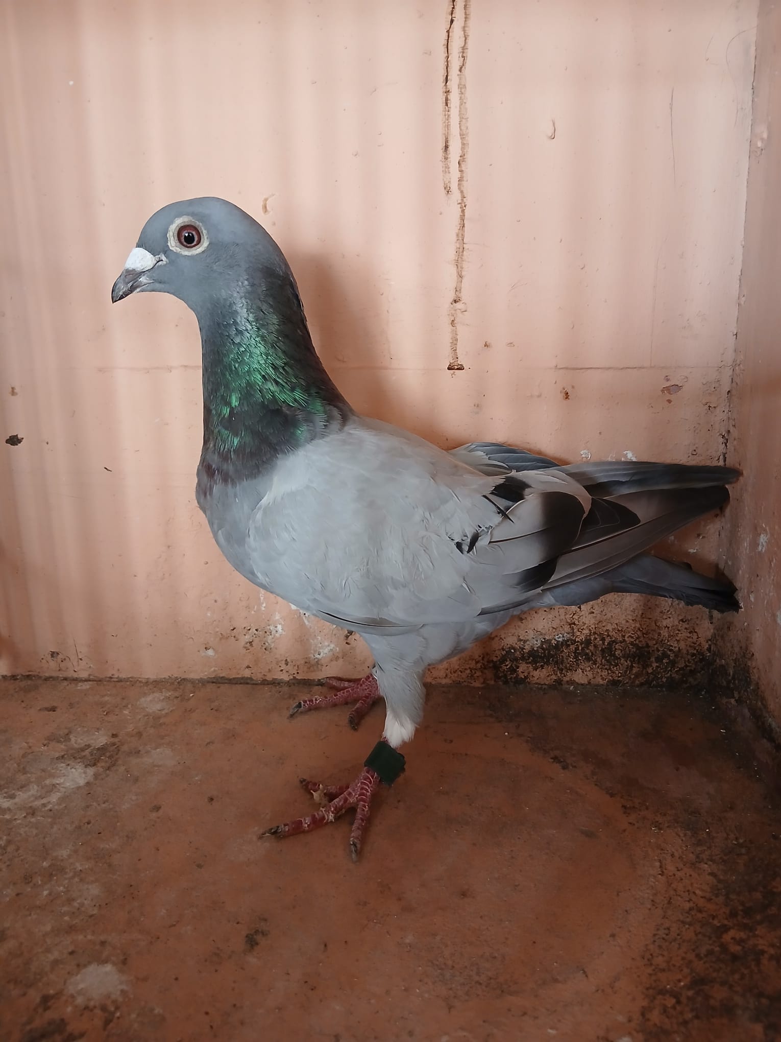 (L) Lot 12, GB 25 B 49801, blue hen. Bred by G&C Simmons, bought at the dundalk north end club sale. Lovely hen reliable pigeon.