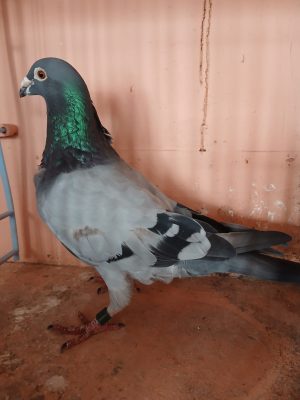 (M) Lot 13, IHU 24 S 69014, blue cock. Another winner from France this year. Super busschaert pigeon. It breaks my heart to let him go.