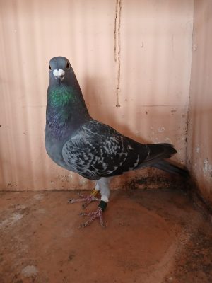 (N) Lot 14, IHU 24 S 69095  cheq hen. Busschaert