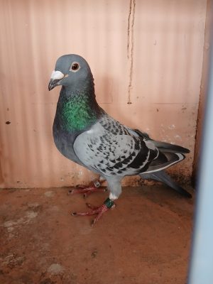 (O) Lot 15 , IHU 25 S 45186, cheq wf cock. A cross bred by David Coleman from our good hen Lollipop.