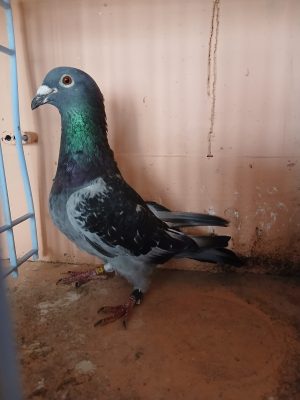 (Q) Lot 17 , IHU 24 S 43107, black cock. Really tough pigeon carrying the scars to prove it. A cross between our busschaert and Lambrecht.