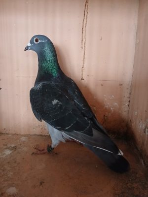 (R) Lot 18, IHU 24 S 43153, black wf hen. Another cross between our busschaert and Gibb & Byrnes Lambrecht. A great racing hen for us