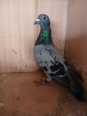 (S) Lot 19, IHU 25 S 23543, cheq hen. Another cracking busschaert hen.