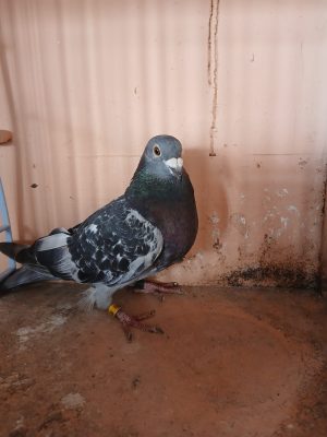 (T) Lot 20, IHU 24 S 69019 , Black cock. A real pigeon for the future. Busschaert