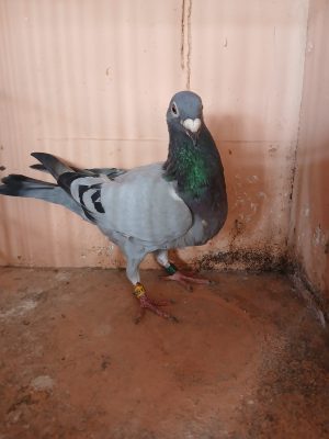 (U) Lot 21 , GB 24 A 66322, blue hen. Busschaert bred by Lilley and Son raced by us.