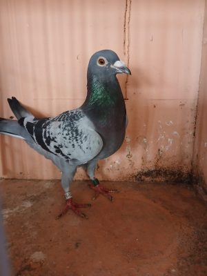 (V) Lot 22 , IHU 25 S 23548, Cheq cock. Nice yearling cock. Our own old family