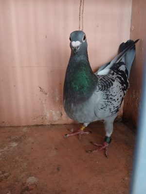 (W) Lot 23, IHU 24 S 43102 cheq hen
