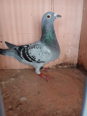 (X) Lot 24, IHU 22 S 18452, Another of our prizewinners from France this year. Also from last year's Kings cup. Busschaert