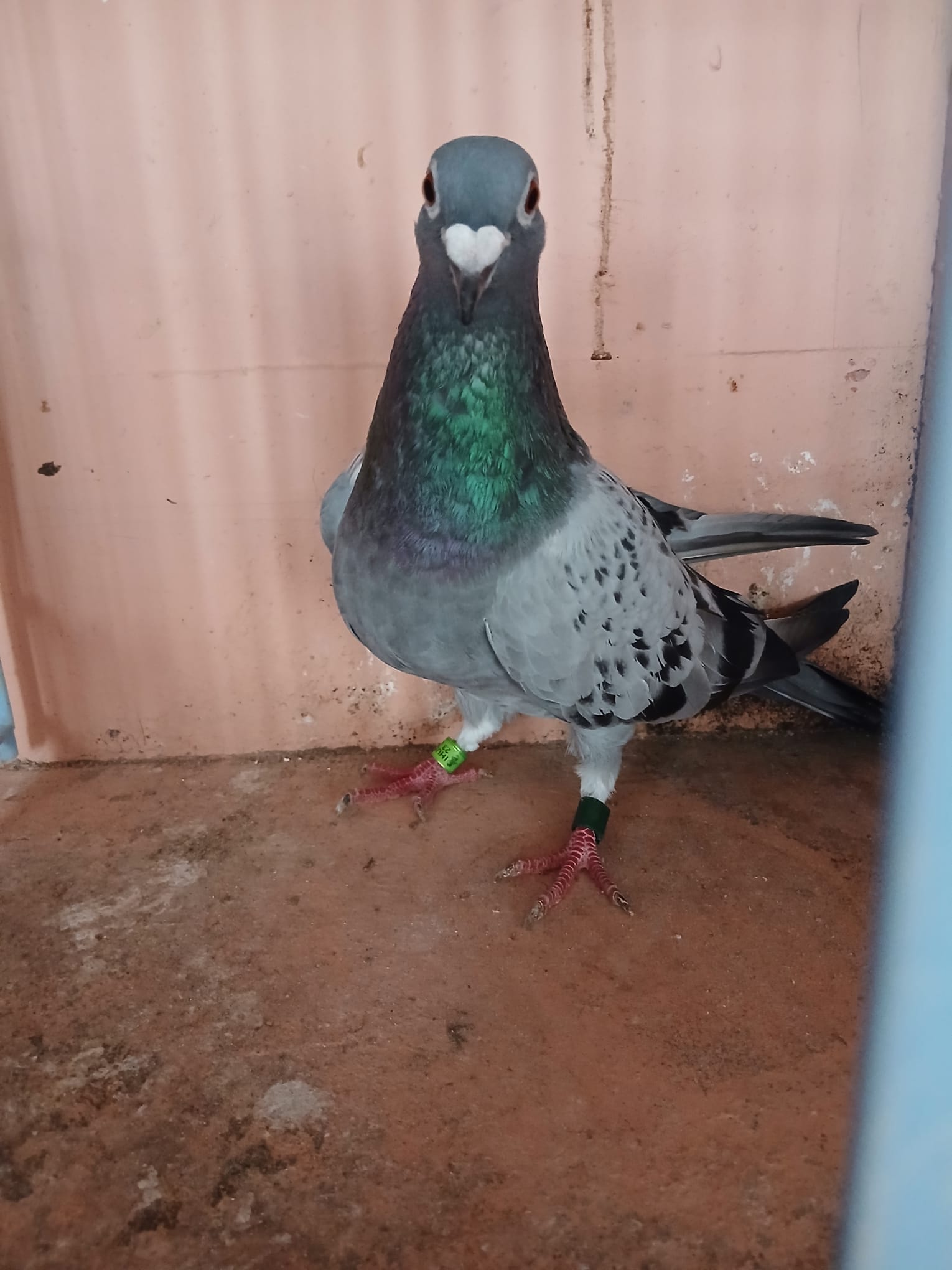(Y) Lot 25 , IHU 23 S 57669,.cheq hen, Busschaert probably my favourite pigeon reliable and a beauty.