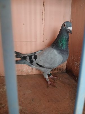 (Za) Lot 27 , IHU 20 S 112948, blue hen. Busschaert a well raced pigeon but has got too clever now. Due for the stock loft this year. 3 times France