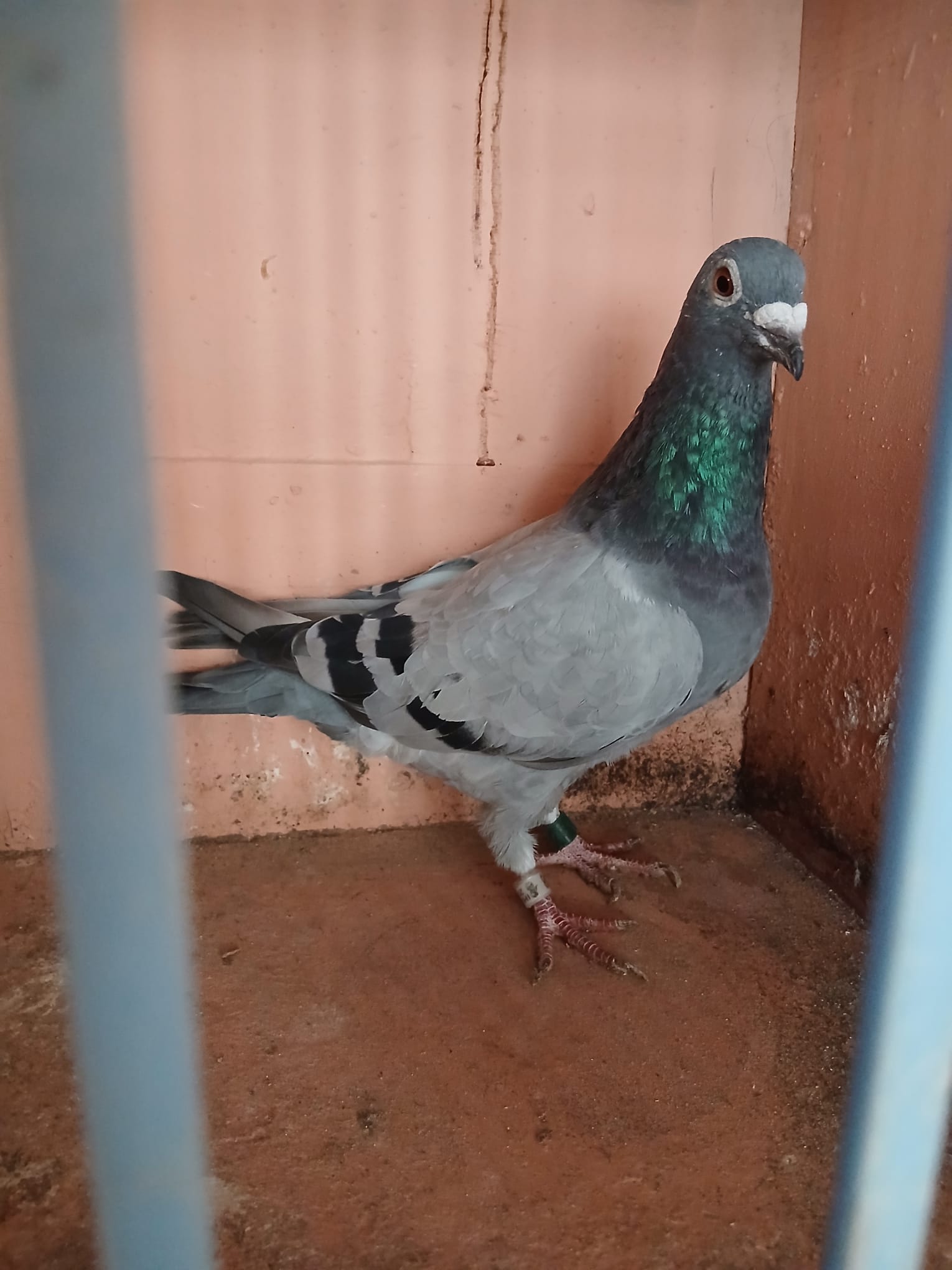 (Za) Lot 27 , IHU 20 S 112948, blue hen. Busschaert a well raced pigeon but has got too clever now. Due for the stock loft this year. 3 times France