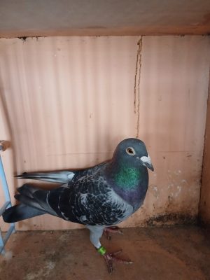 (Zb) Lot 28, IHU 23 S 57654, black cock, Good pigeon our own breed crossed with a hen from Ronnie williamson
