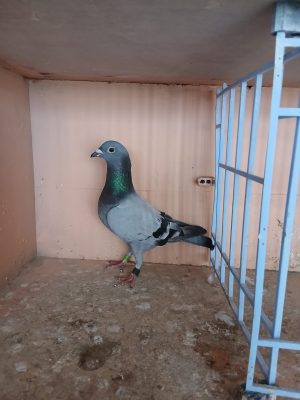 (Zc) Lot 29 , IHU 23 S 57683, blue hen. A really top pigeon prizewinner from France this year. G/daughter of two hall of fame winners, always reliable