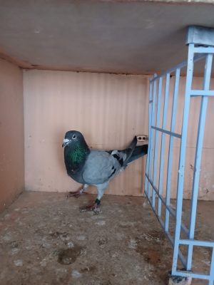 (Ze) Lot 31 , IHU 25 S 23523, blue cock. Down from our hall of fame winner.
