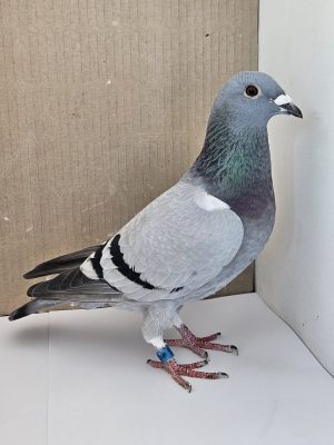 (N) Lot 14 , Harmony lofts offers up , GB 26 C 35769. Sire & dams pedigree attached
