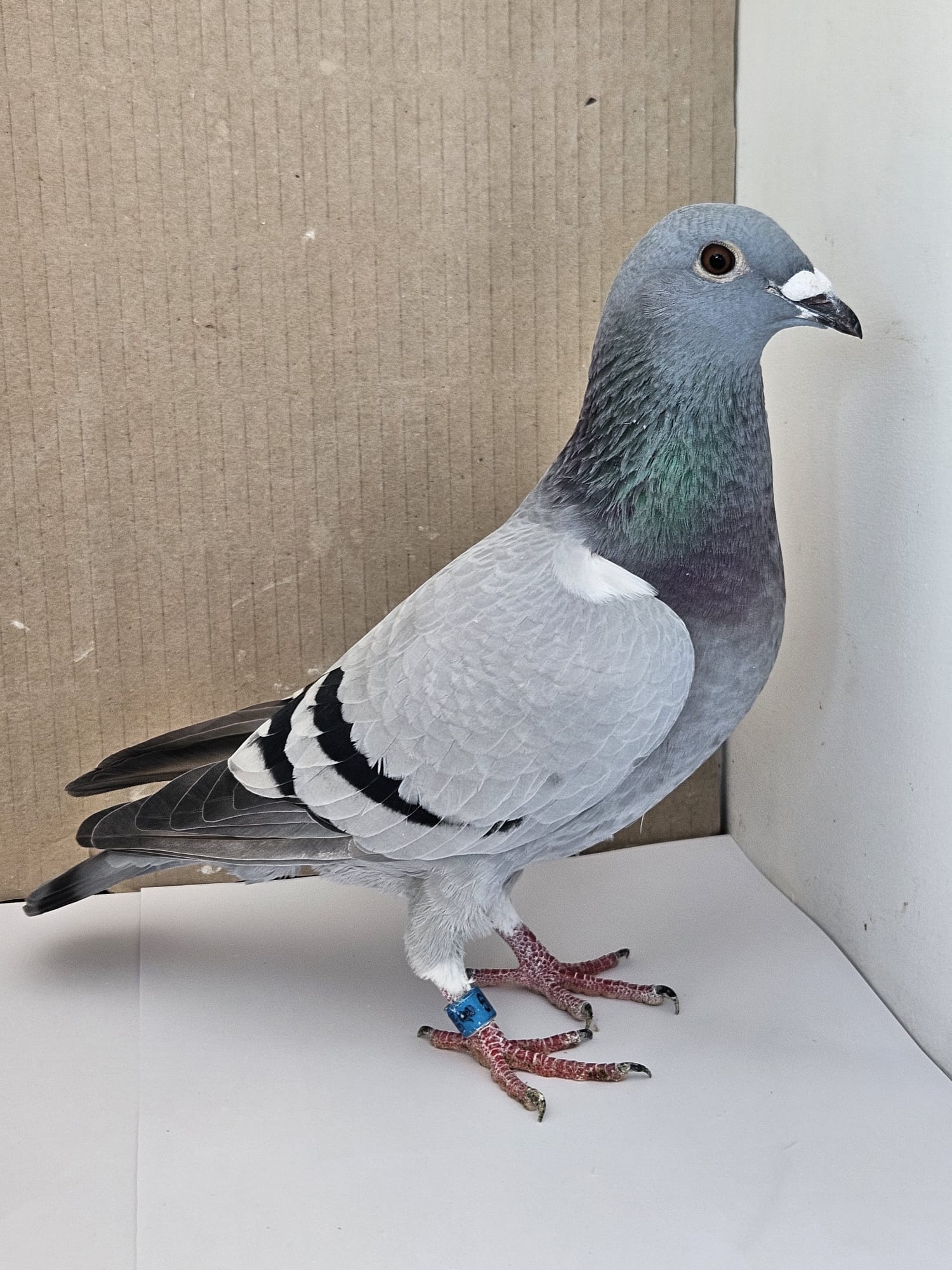 (N) Lot 14 , Harmony lofts offers up , GB 26 C 35769. Sire & dams pedigree attached