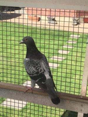 (Y) Lot 25 , Joe Cromie offers up 1x 2026 cheq cock. Pedigree attached
