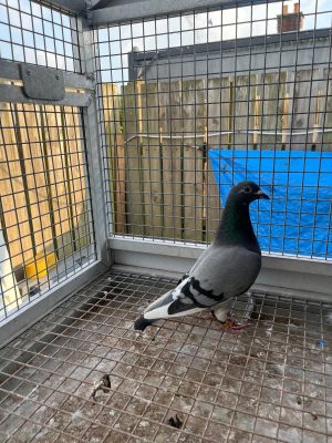 (E) Lot 5 ,GB 24 C 83489, Blue pied hen from Stephen mcardle Glen Buckley bred