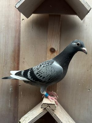 (Zb) Lot 28 , John Trimble offers up a 2026 youngbird. Pedigree attached