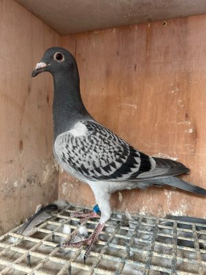 (C) Lot 3 , John Trimble a 2026 Bluc cheq cock. Pedigree attached