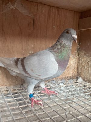 (E) Lot 5 , P&J Boal offer up 1x2026 youngbird,  GB 26 V 86116. Details added