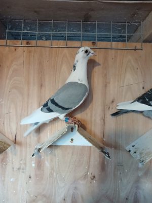 (U) Lot 21 , Ian Donaghy offers up a 2026 blue pied cock. Photo & pedigree attached