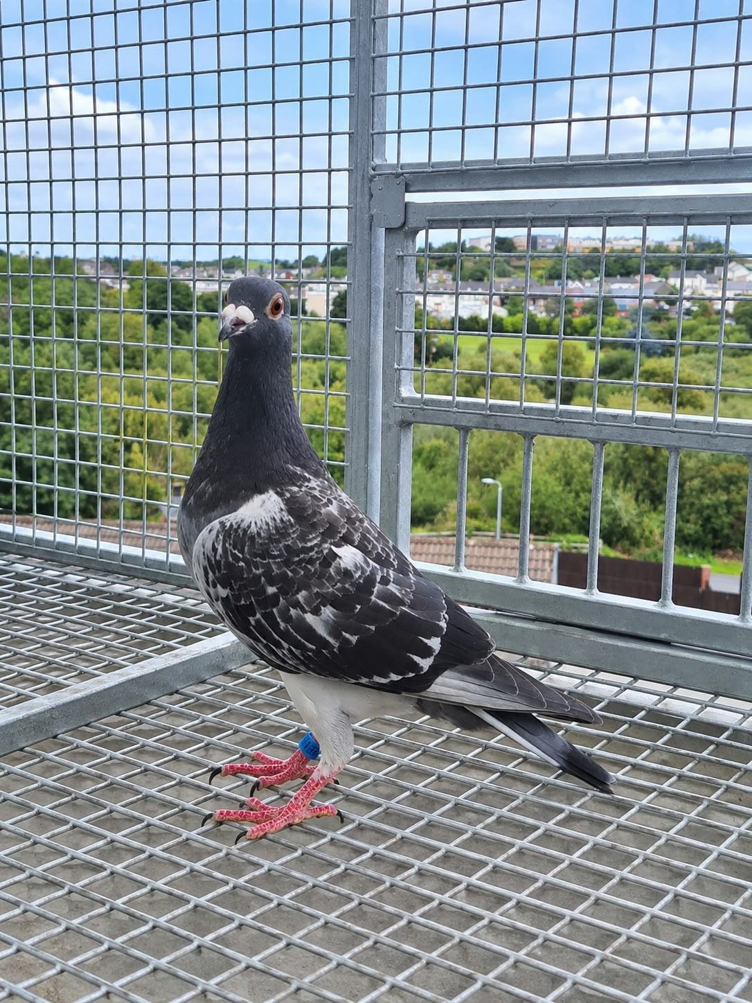 (S) Lot 19 , John Kirk offers up a 2026 bird. Pedigree attached - Image 2